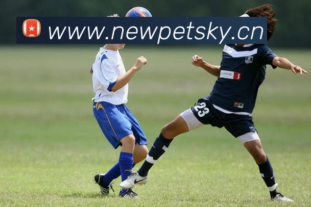 乐竞手机网页版入口APP 封面图